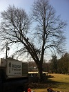 Sequoia TreeScape